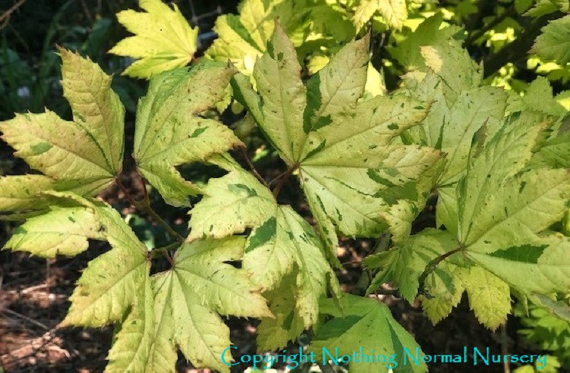 Acer circinatum ‘Cassandra’ 