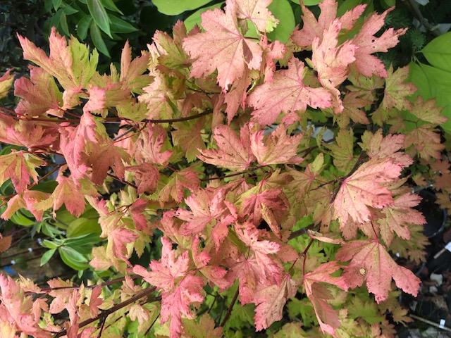 Acer circinatum ‘Cassandra’ 