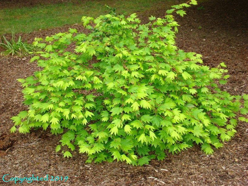 Acer circinatum ‘Elias Pacific Waterfall’