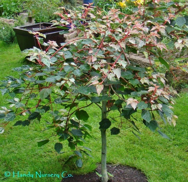Acer x conspicuum ‘Esk Flamingo’