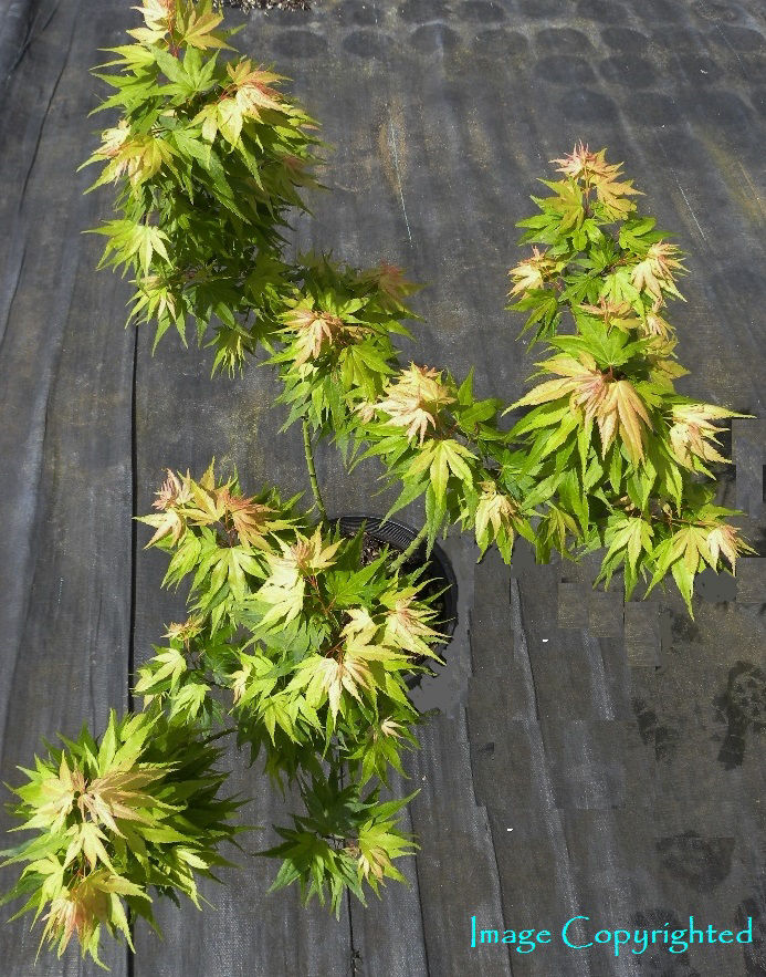 Easy Being Green Japanese Maple