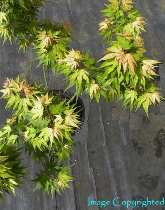 Easy Being Green Japanese Maple