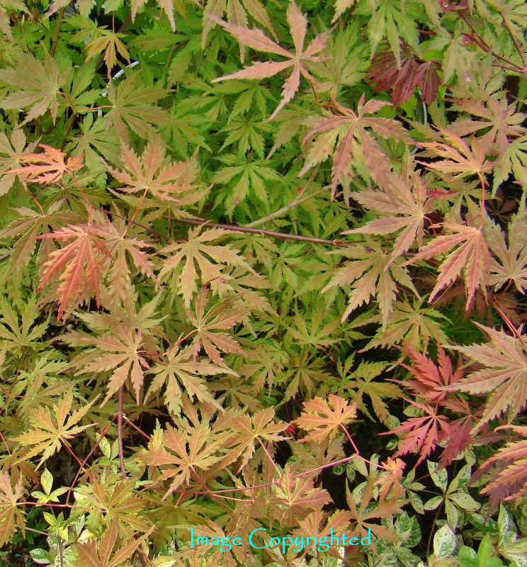 Elena's Coral Dawn Japanese Maple