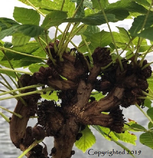 Aesculus hippocastanum ‘Monstrosa’