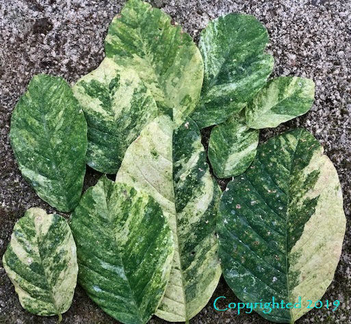 Cladrastis kentukea (formerly lutea) ‘Variegata’