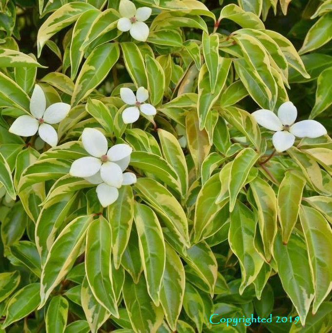 Cornus elliptica ‘Summer Splash’