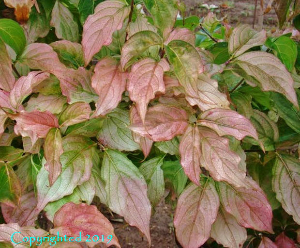 Cornus kousa Chinensis 'Aidens Mint Frost'