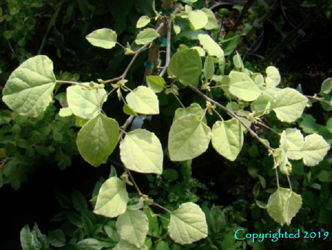 Disanthus cercidifolius ‘Edna Mae’