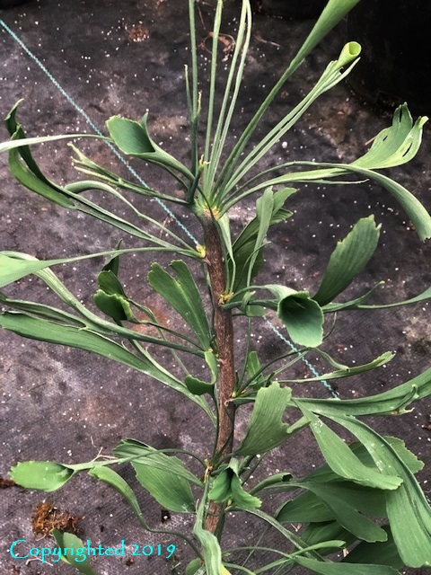 Ginkgo biloba ‘Unnamed Stupka Broom’