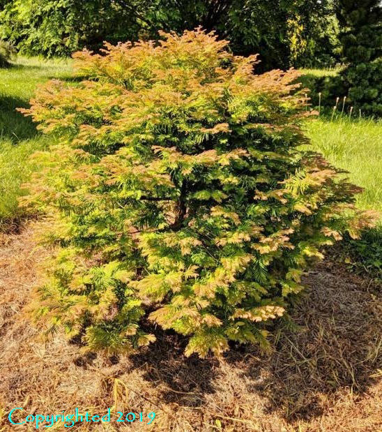 Metasequoia glyptostroboides ‘Daweswood Tawny Fleece’