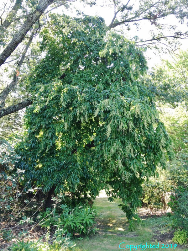 Oxydendrum arboreum ‘Streamer’