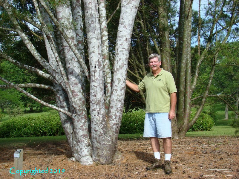 Pinus bungeana 'Silver Ghost'