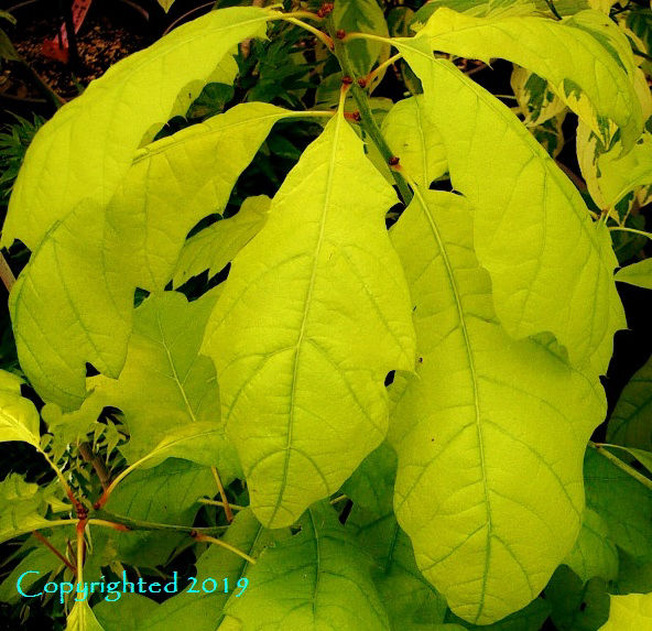 Quercus rubra ‘Aurea’