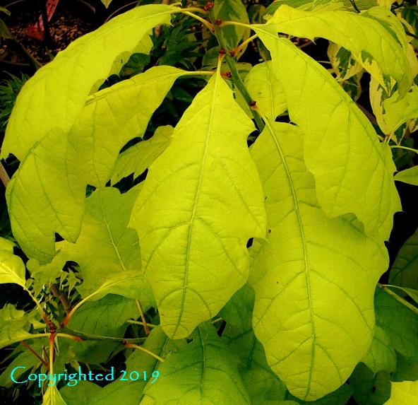 Quercus rubra 'Aurea'