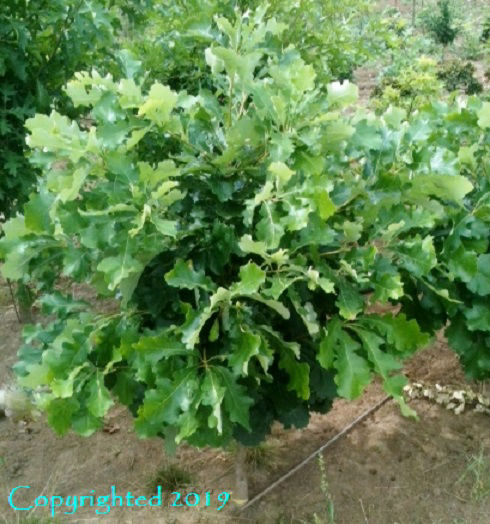 Quercus macrocarpa ‘Mother Load’