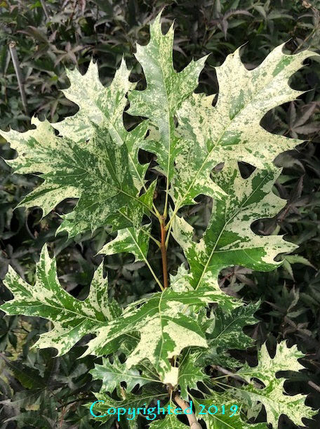 Quercus palustris 'Variegata'