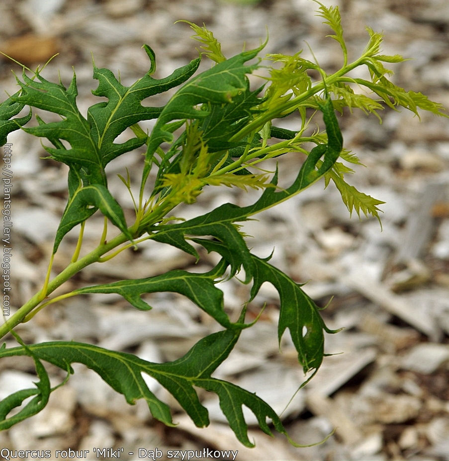 Quercus robur ‘Miki’