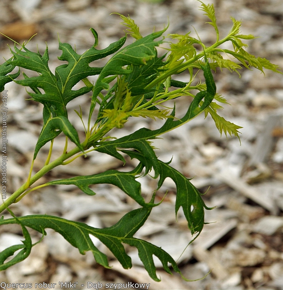 Quercus robur 'Miki'