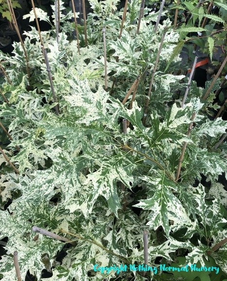 Quercus rubra ‘Wingle’s Variegated’ Quercus rubra ‘Wingle’s Variegated’