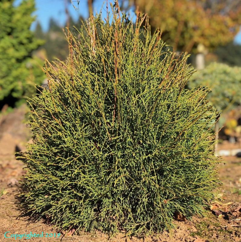 Thuja occidentalis ‘Little Filly’